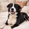 Billy- sucht sein Zuhause