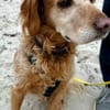Skipper - ein absoluter Traumhund