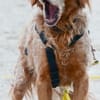 Skipper - ein absoluter Traumhund