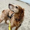 Skipper - ein absoluter Traumhund