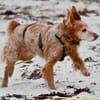 Skipper - ein absoluter Traumhund