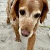 Skipper - ein absoluter Traumhund
