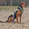Oreo- menschenbezogener Hund sucht dich