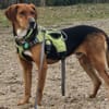 Oreo- menschenbezogener Hund sucht dich