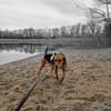 Oreo- menschenbezogener Hund sucht dich