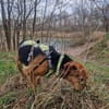 Oreo- menschenbezogener Hund sucht dich