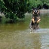 Verschmuster Bruno sucht sein Zuhause