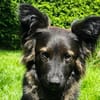 Traumhund für Hütehund-Liebhaber