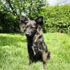Traumhund für Hütehund-Liebhaber