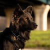 Traumhund für Hütehund-Liebhaber