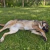Brandy- sucht ihre Menschen