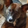 Nala sucht ihr Für-immer-zuhause
