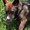 Nala sucht ihr Für-immer-zuhause