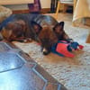 Nala sucht ihr Für-immer-zuhause