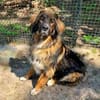 Arco, sportl. großer Familienhund