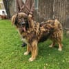 Arco, sportl. großer Familienhund