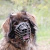 Arco, sportl. großer Familienhund