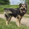 Liebenswerter Rex