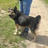 Liebenswerter Rex