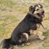 Liebenswerter Rex