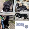 LOOMY * großer Kerl mit Potential