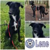 LENE * Ideenreiches Schlauköpfchen