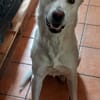 Kelly sucht ein liebevolles zu Hause
