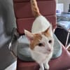 Sehr lieber Schmusekater sucht Zuhause