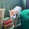 Sehr lieber Schmusekater sucht Zuhause