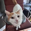 Sehr lieber Schmusekater sucht Zuhause
