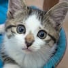 Kiara  ( adoption en cours )