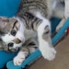 Kiara  ( adoption en cours )