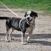 Trudi, sanfte Herzenshündin, ca. 7 Jahre