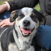 Trudi, sanfte Herzenshündin, ca. 7 Jahre