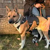 Dugó, liebevoller Herzenshund, ca. 2 Jah