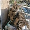 Liebevolles Zuhause für Maya gesucht