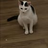 Lea sucht ein liebevolles Zuhause