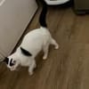 Lea sucht ein liebevolles Zuhause