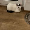 Lea sucht ein liebevolles Zuhause