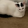 Lea sucht ein liebevolles Zuhause