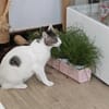 June sucht ihr Für-immer-Zuhause