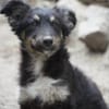 klein Sina sucht ihre Familie