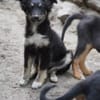 klein Sina sucht ihre Familie