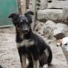 klein Sina sucht ihre Familie