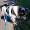Theo - ein aktiver und enger Begleiter