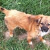 EIREEN -Rundum tolles Hundekind-
