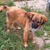 EIREEN -Rundum tolles Hundekind-