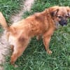 EIREEN -Rundum tolles Hundekind-