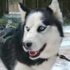 FELIX 2 ist liebenswert und freundlich