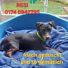RESI  hofft auf liebevolles Zuhause